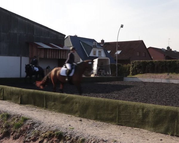 Reitturnier Handorf 2021