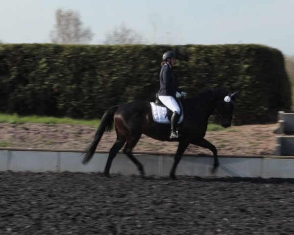 Reitturnier Handorf 2021