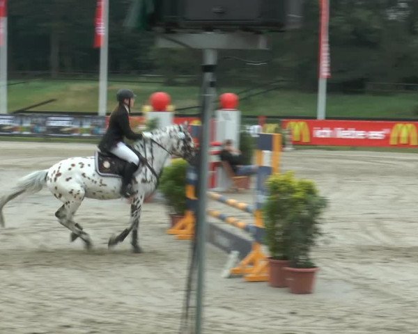 Deckhengst Santino v.d. Heimerte (Nederlands Appaloosa Pony, 1996, von Chewano van de Langenieuw)