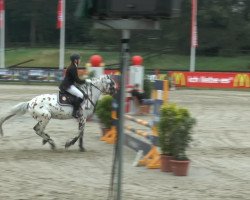 Deckhengst Santino v.d. Heimerte (Nederlands Appaloosa Pony, 1996, von Chewano van de Langenieuw)