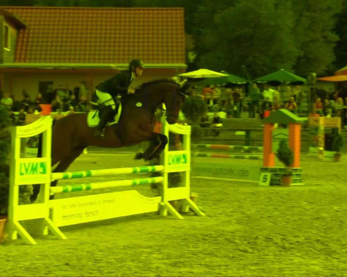 Springpferd Curtis 39 (Hannoveraner, 2003, von Conteur)