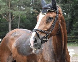 jumper Elrond 16 (Hanoverian, 2005, from Embassy I)