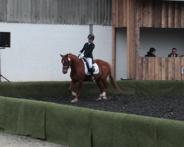 Reitturnier Handorf 2021