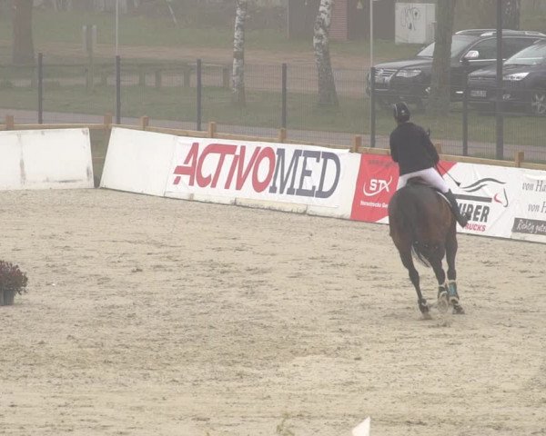 Reitturnier Westergellersen 2021