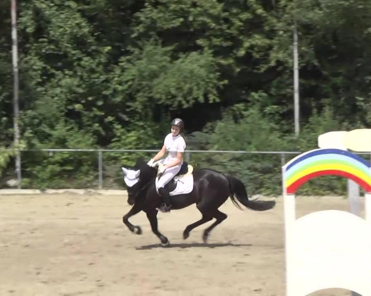 Springpferd Mon-Cherie 4 (Deutsches Reitpony, 2003, von Campari)