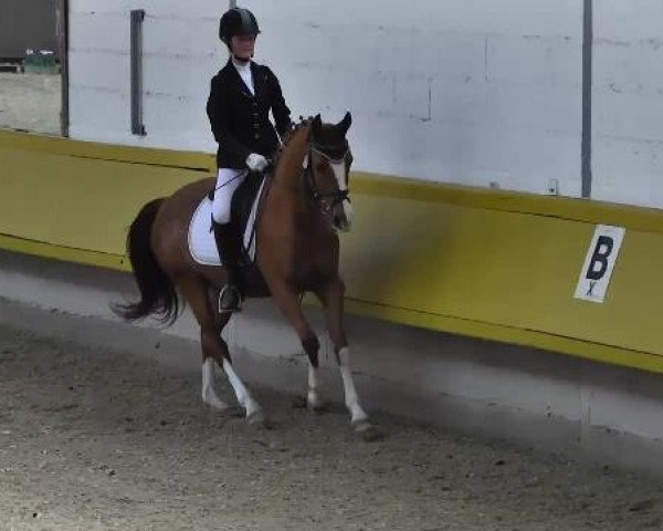 dressage horse I'cestella 2 (German Riding Pony, 1999, from Marduc)