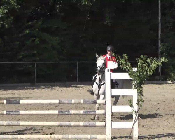 jumper Lady 2000 (German Riding Pony, 2005, from Unbekannt PONY)