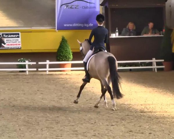 dressage horse Sir Donnerwind (German Riding Pony, 2005, from Donnertraum 2)