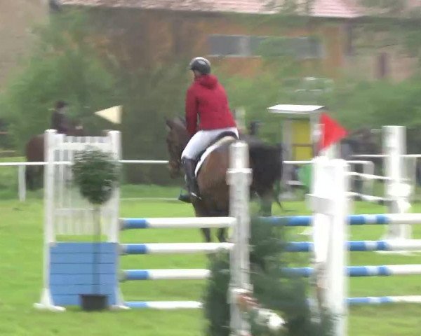 jumper Carlo 298 (Latvian Warmblood, 2000, from Cabrio)