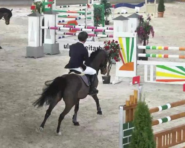 jumper Canada 17 (German Sport Horse, 2003, from Cairo 12)