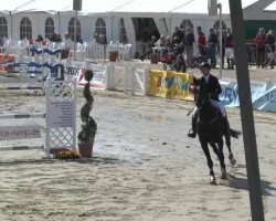 jumper Bellini (KWPN (Royal Dutch Sporthorse), 2006, from Indoctro)