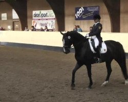 dressage horse Feriano (Hanoverian, 2004, from Florianus)