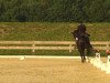 dressage horse Pik Harry (Oldenburg, 2001, from Pik Labionics)