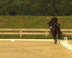 dressage horse Pik Harry (Oldenburg, 2001, from Pik Labionics)