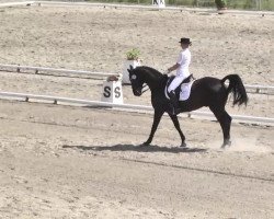 dressage horse Flash Dance 45 (Oldenburg, 2000, from Fabriano)