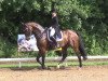 dressage horse Fursteuberg (Westphalian, 2003, from Fürst Piccolo)