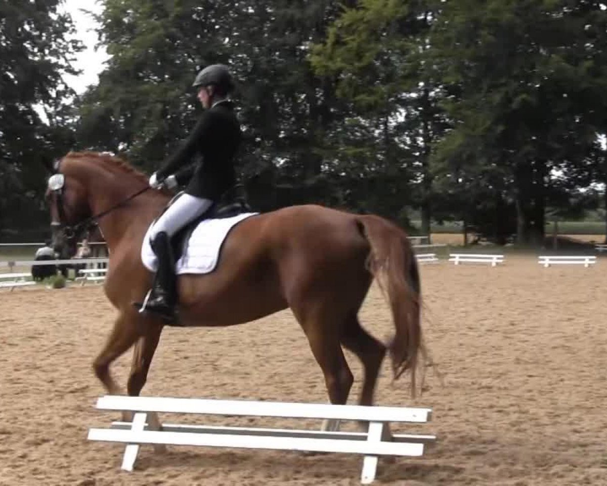 Dressurpferd Florentine 92 (Westfale, 2006, von Future)