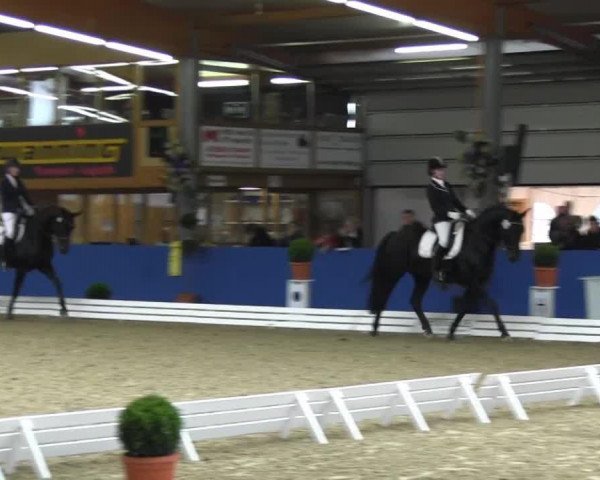 dressage horse William 286 (Hanoverian, 1998, from Weltgeist)