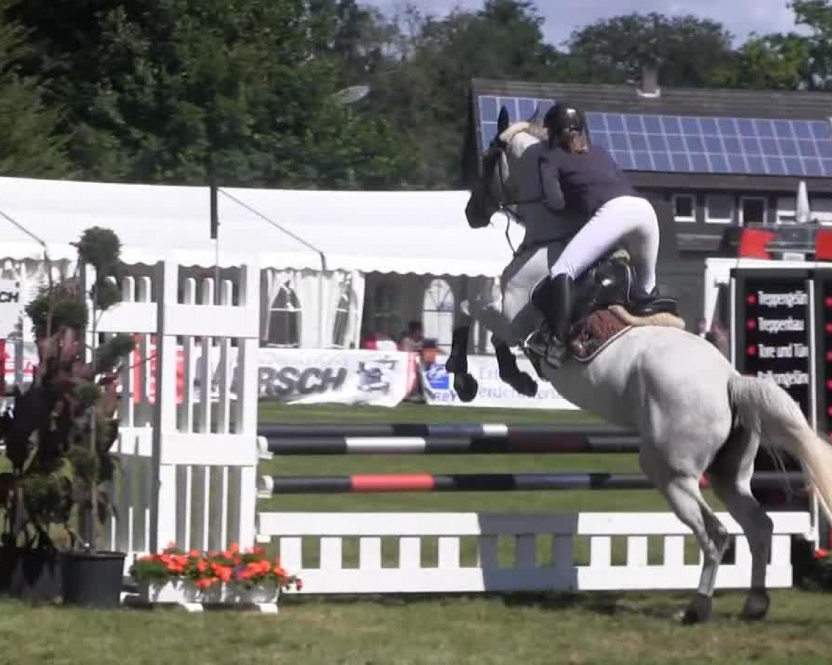 Springpferd Martchen (Trakehner, 2006, von Gribaldi)