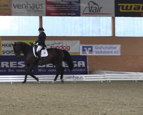 dressage horse Rasputin 549 (Oldenburg, 2005, from Rubin Royal OLD)