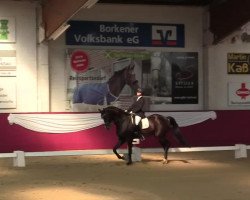 dressage horse Laudacio 2 (Hanoverian, 2008, from Lauda)