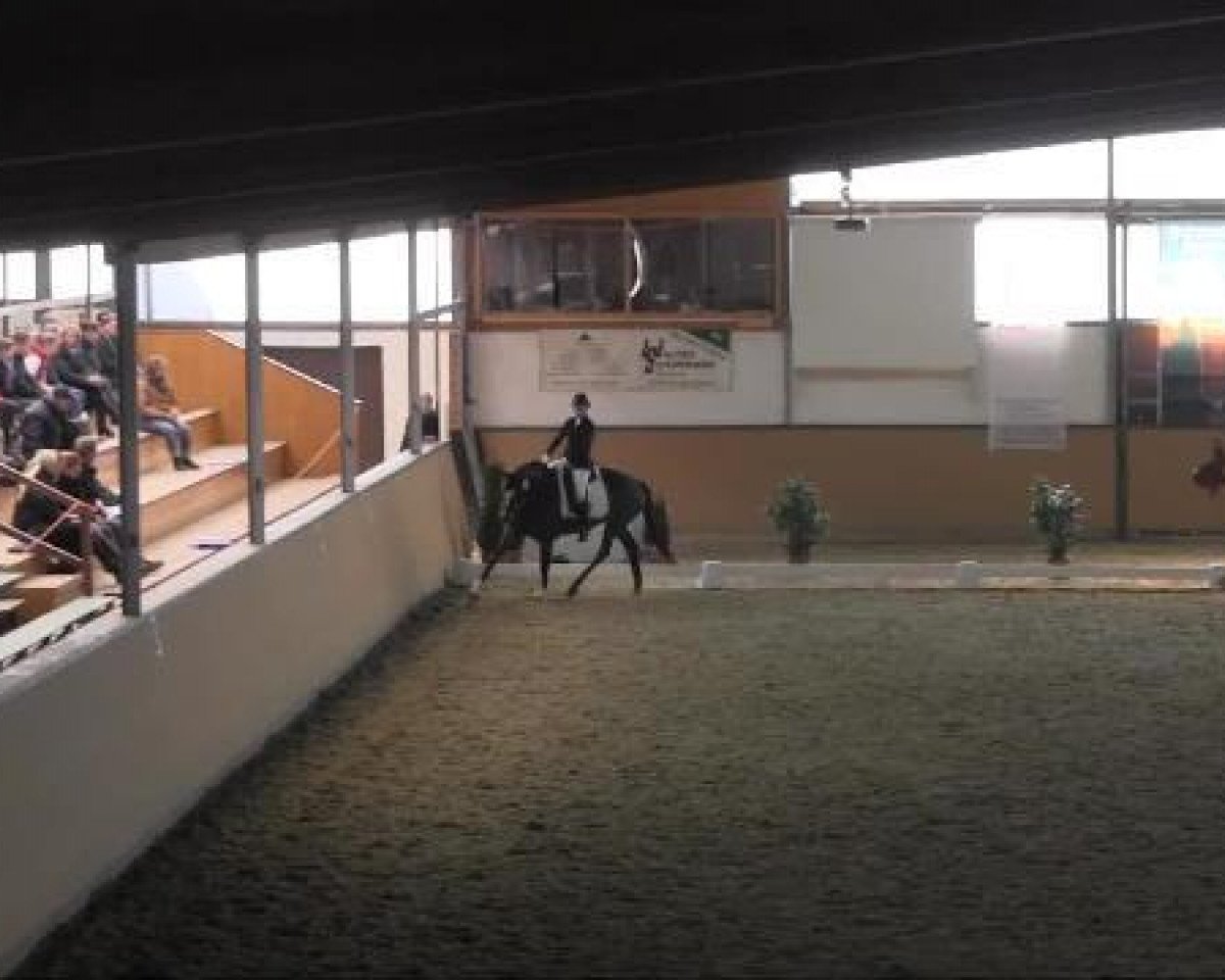 Dressurpferd Simply The Best 17 (Westfale, 2005, von Show Star)