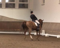 dressage horse Wienna (Hanoverian, 1997, from Wanderbursch II)