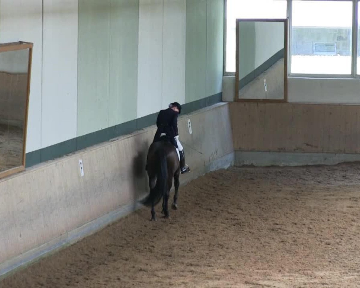 dressage horse Vernisag (unknown, 1999)