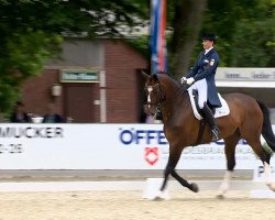 dressage horse Dynamico 7 (Hanoverian, 2005, from Don Primero)