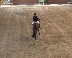 dressage horse Curly Sue 79 (Rhinelander, 2000, from Captain Paul I)