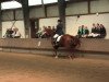 dressage horse Gustavo 4 (Rhinelander, 2003, from Grosso's Erbe)