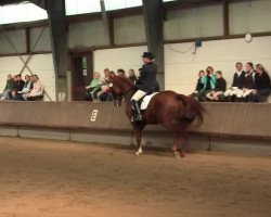 dressage horse Gustavo 4 (Rhinelander, 2003, from Grosso's Erbe)