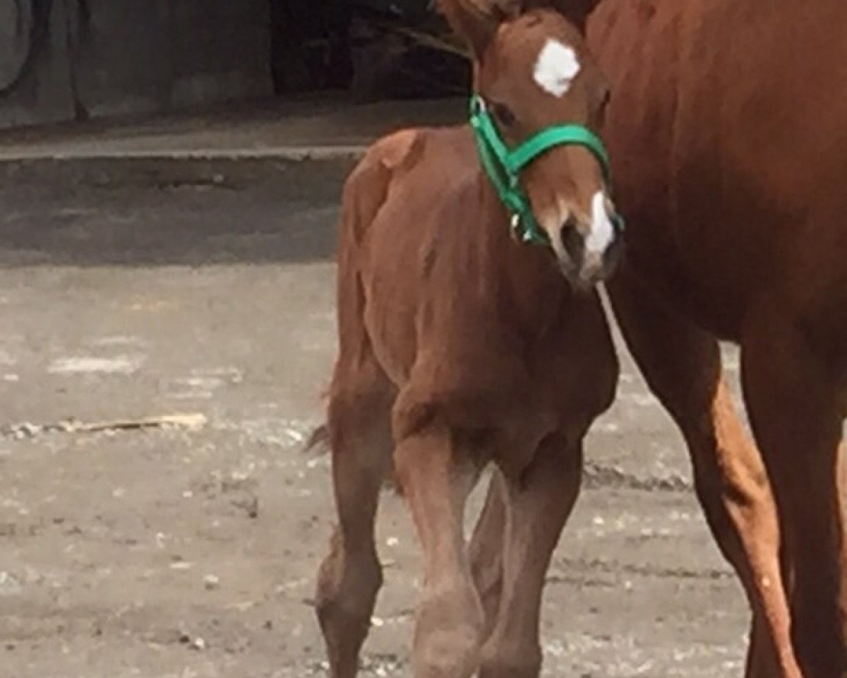 horse Biyadhoo xx (Thoroughbred, 2015, from Zöllner xx)