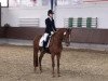 dressage horse Little sweet Poison (Hanoverian, 2001, from Londonderry)