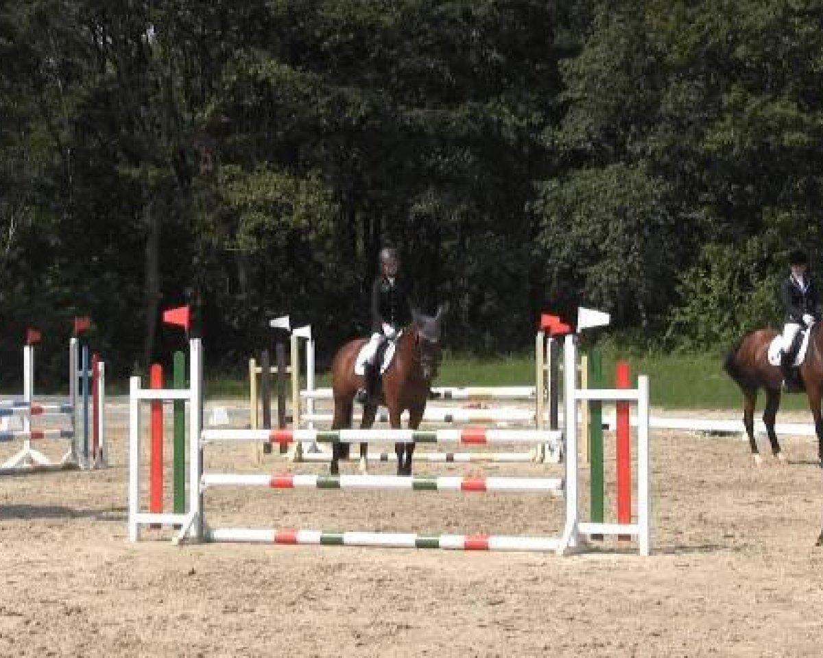 dressage horse Contigo 25 (KWPN (Royal Dutch Sporthorse), 2001, from Oo-Seven)