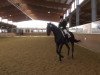 dressage horse Rio de Janeiro 18 (Westphalian, 2004, from Riccione)