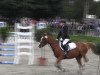 jumper Farina 684 (German Riding Pony, 1994)