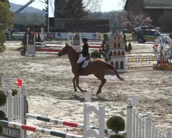 dressage horse Chakira (unknown,  )