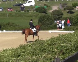 dressage horse Waldorf 8 (Hanoverian, 1997, from Weltmeyer)