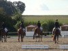 dressage horse Sweet Poison 4 (Oldenburg, 2003, from Bmc Don Cardinale)