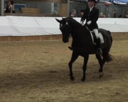 dressage horse Diamond Rock (Hanoverian, 2003, from Don Vino)