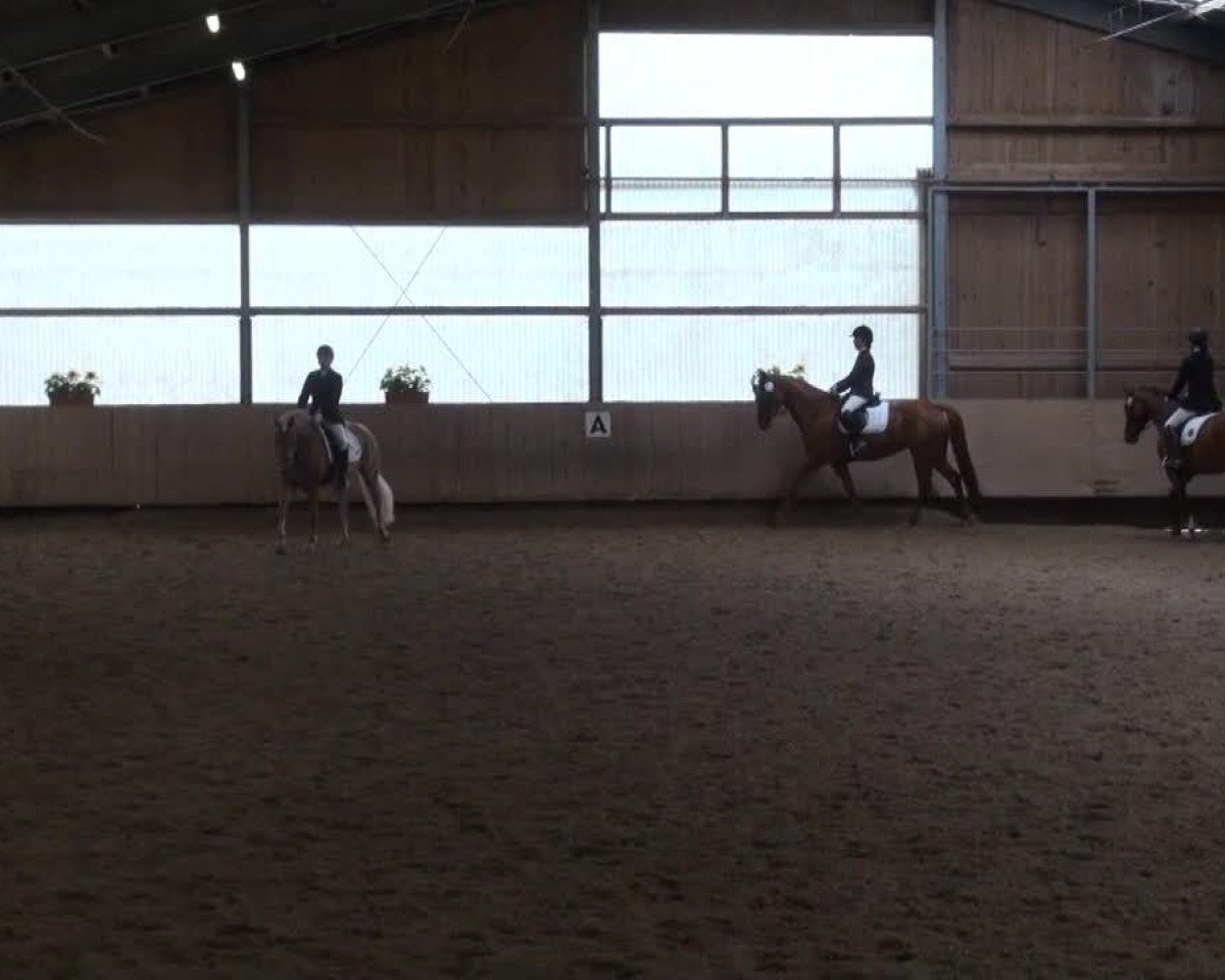 dressage horse Sir Alex 2 (unknown, 2001)