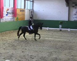 dressage horse Topas 137 (Westphalian, 2004, from Tuareg)