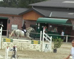 jumper Acira 3 (Hanoverian, 1998, from Amoroso)