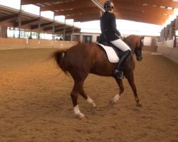 dressage horse Destiny 121 (Westphalian, 1999, from Dinard L)