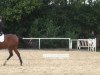 dressage horse Chiara-Lady S (Westphalian, 2002, from Collin L)