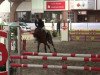 Springpferd Pinoccio 127 (Deutsches Reitpferd, 2005, von Pessoa VDL)