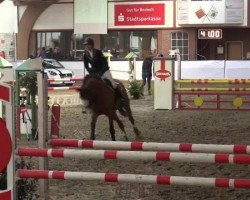 jumper Pinoccio 127 (German Warmblood, 2005, from Pessoa VDL)