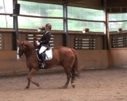 dressage horse Esteban 12 (Sachse, 2001, from Eskadron)