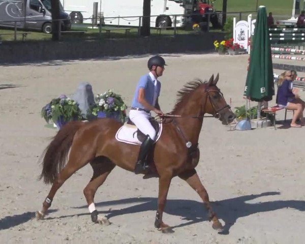 jumper Flaneur 209 (KWPN (Royal Dutch Sporthorse), 2003, from Flemmingh)